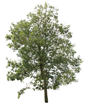 tree3